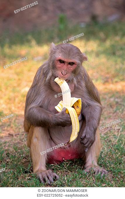 Rhesus Macaque eating banana at Tughlaqabad Fort