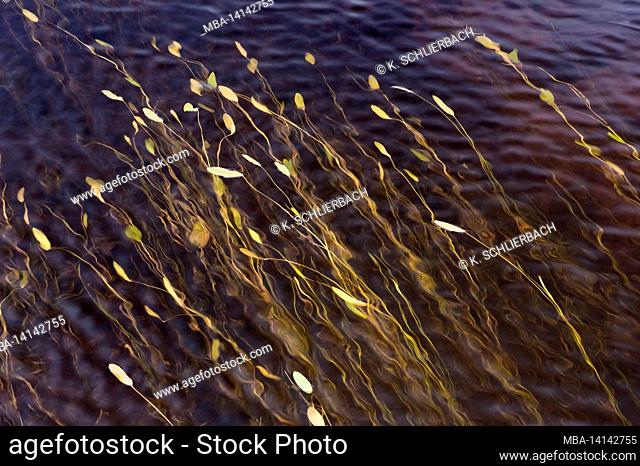 europe, republic of ireland, county donegal, glenveagh national park, aquatic plants in lake lough veagh