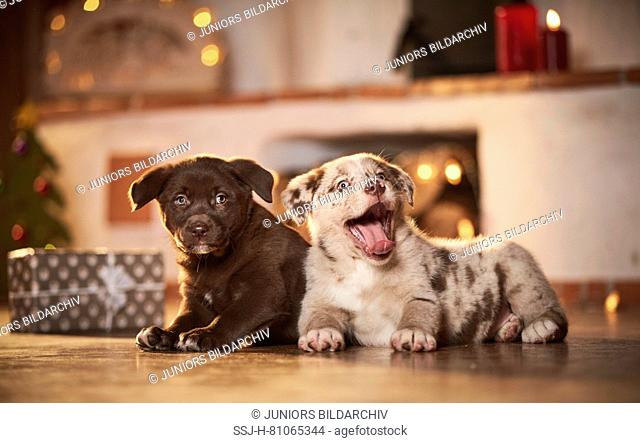 Mixed-breed dog. Two puppies lying in a room decorated for Christmas. Germany
