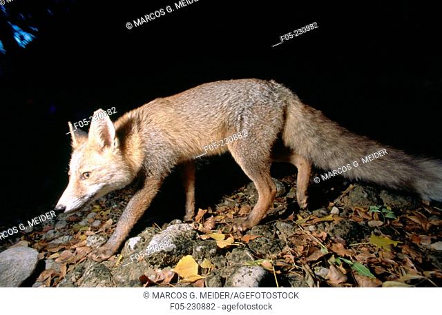Red Fox (Vulpes vulpes) Spain
