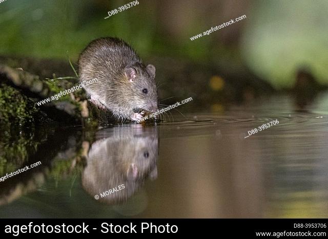 France, Brittany, Ille et Vilaine, Brown rat, also referred to as common rat, street rat, sewer rat, Hanover rat, Norway rat, brown Norway rat, Norwegian rat