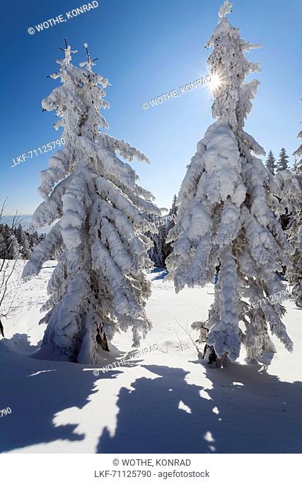 snowcovered spruce, Picea abies, Winterscenery on Arber Mountain, Bavaria, Germany, Europe