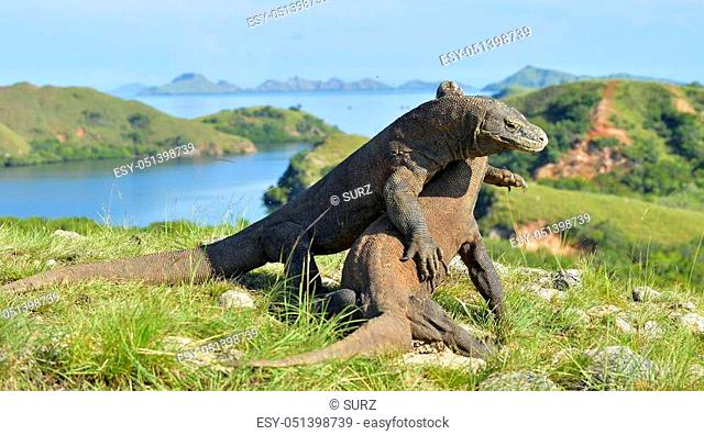 The Fighting Comodo dragon (Varanus komodoensis) for domination. It is the biggest living lizard in the world. Island Rinca. Indonesia