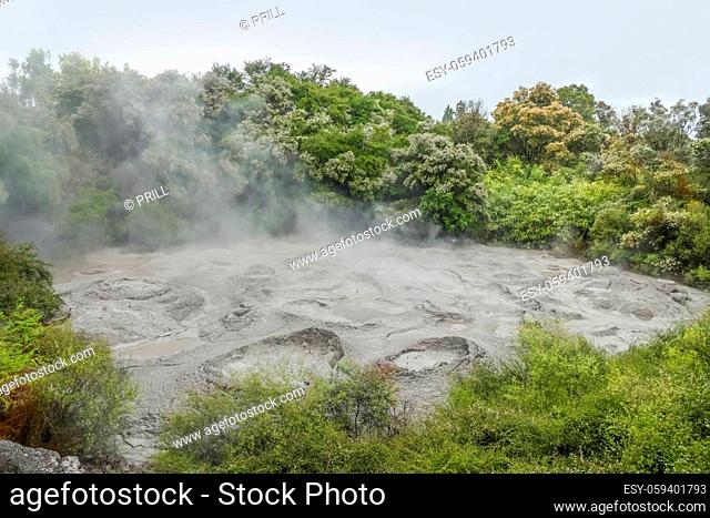 Scenery around the Geothermal Valley Te Puia in New Zealand