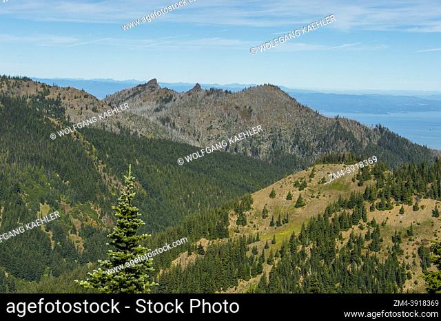View from the overlook on the Cirque Rim Trail on Hurricane Ridge of subalpine fir (Abies lasiocarpa) or Rocky Mountain fir