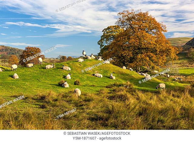 Sheep grazing in the Lake District National Park, Cumbria, England, UK, Europe