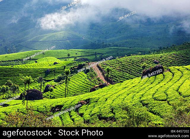 Kerala India travel background, green tea plantations in Munnar with low clouds, Kerala, India, tourist attraction, Asia