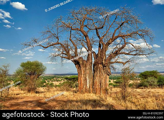 African Baobab (Adansonia digitata) at Tarangire National Park, Tanzania, Africa