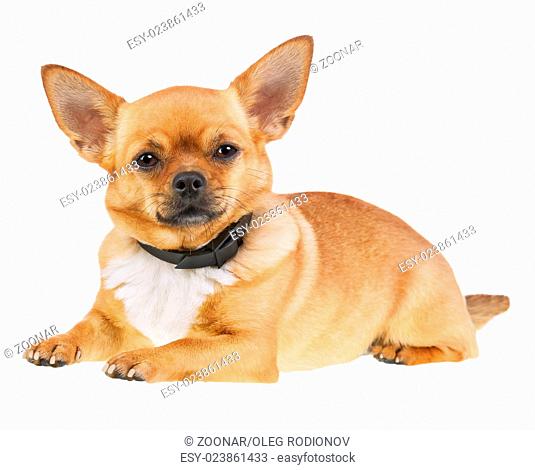 Chihuahua Dog in Anti Flea Collar Isolated on White Background