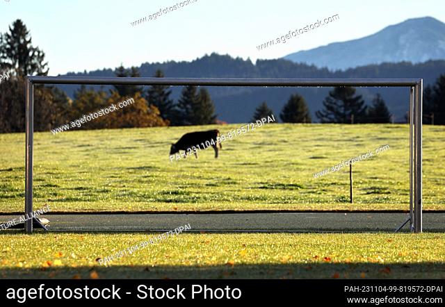04 November 2023, Bavaria, Eisenberg: A Huh in a pasture is framed by a soccer goal. Photo: Karl-Josef Hildenbrand/dpa. - Eisenberg/Bavaria/Germany