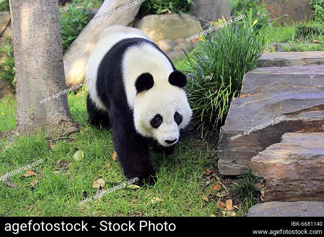 Giant Panda (Ailuropoda melanoleuca), adult running, captive, Adelaide, South Australia, Australia, Oceania