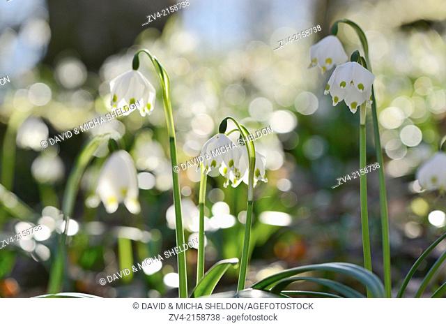 Landscape of Spring Snowflake (Leucojum vernum) blossoms in a forest on a sunny evening in spring