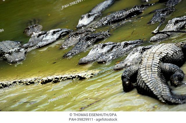Alligators swim within a compound of an alligator farm at the Everglades National Park in Florida City, USA, 26 May 2013