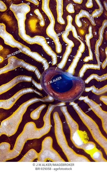 Eye of a Map Puffer (Arothron mappa), Indonesia, Southeast Asia