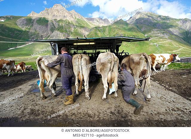 Two young farmers work at the milking station in Alp Bettelmatt  lepontine alps  Verbano Cusio Ossola province  piemonte  italy  europe