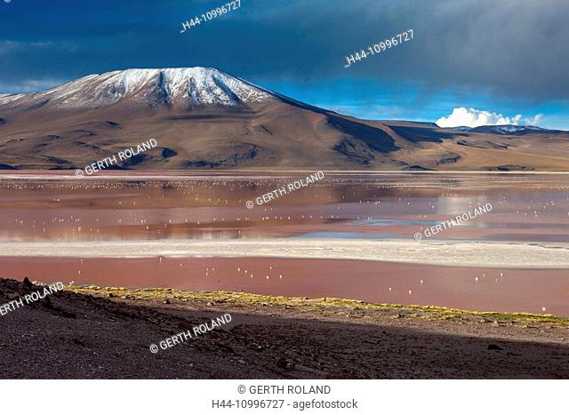Laguna Colorado, Bolivia, Altiplano, flamingos