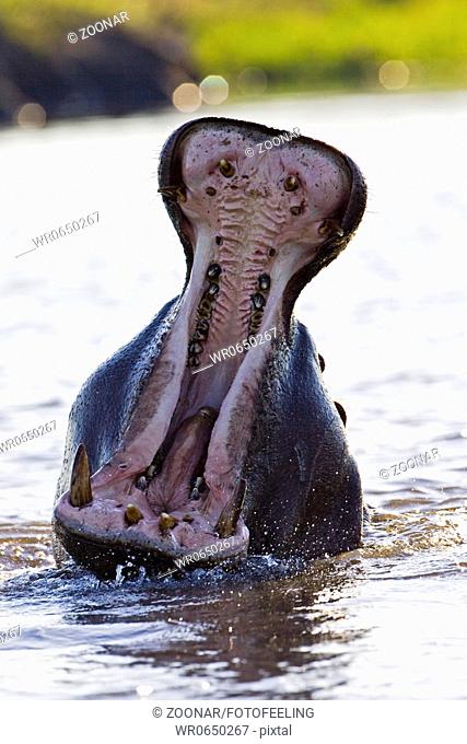 Flusspferde, Nilpferde oder Grossflusspferde, Chobe Fluss, Chobe National Park, Botswana, Afrika, Hippos in Chobe River, Africa