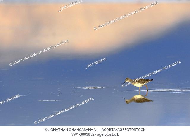 Solitary specimen of pitotoy chico (Tringa flavipes) feeding on the shores of Lake Junin. Junin, Perú