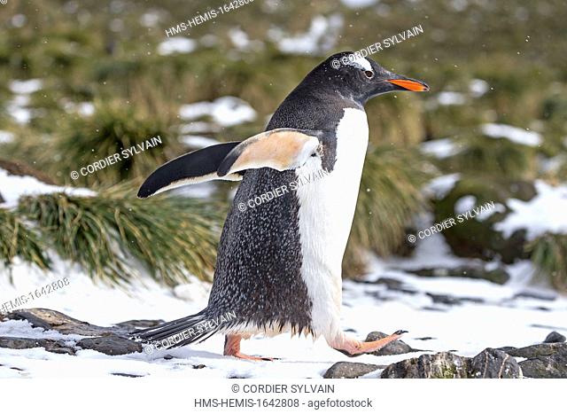 Antarctic, South Georgia Island, Prion island, Gentoo Penguin  (Pygoscelis papua papua)