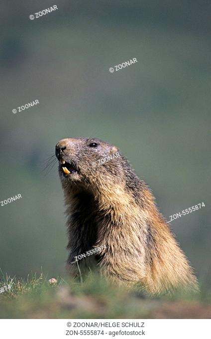 Alpine Marmot warning his conspecifics