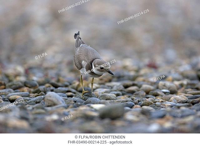 Ringed Plover Charadrius hiaticula juvenile, standing on pebble beach, Salthouse, Norfolk, England