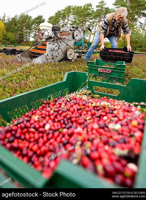 PRODUCTION - 26 October 2022, Lower Saxony, Gilten: Wilhelm Dierking harvests cranberries in a field with a machine. Cranberries have been cultivated in North...