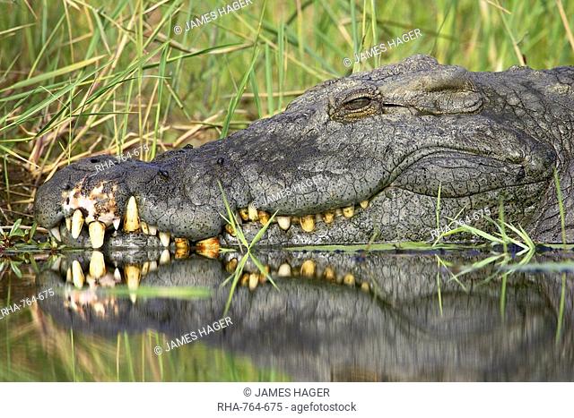 Nile crocodile Crocodylus niloticus, Kruger National Park, South Africa, Africa