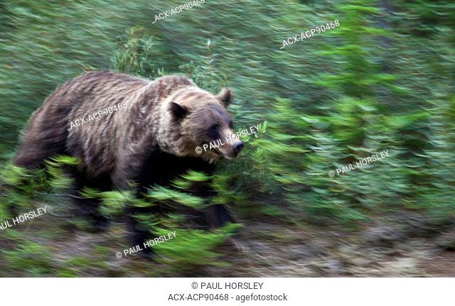 Grizzly Bear running through the bush near Jasper National Park, Canada