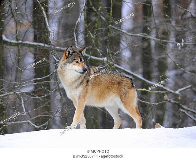 timber wolf Canis lupus lycaon, standing in the snow looking back