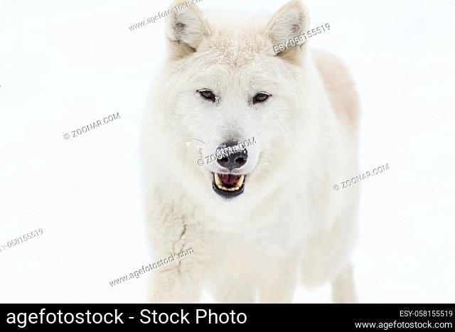 An Arctic Wolf in a snowy forest hunting for prey