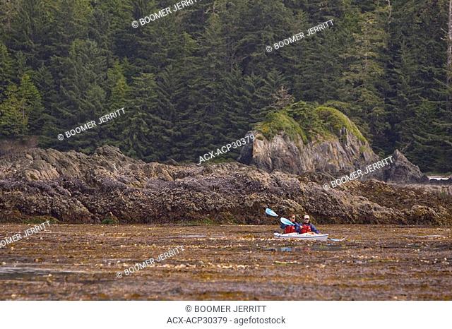 Kayakers paddle through dense kelp forests in the Kyuquot Sound area near Spring Island. Kyuquot Sound, Vancouver Island, British Columbia, Canada