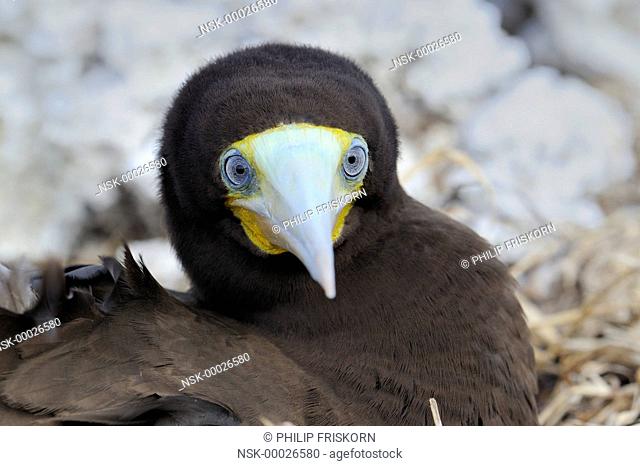 A male Brown Booby (Sula leugogaster leugogaster) on the nest of the clifs of Cayman Brac, The British West Indies, Cayman Islands, British Overseas Territory