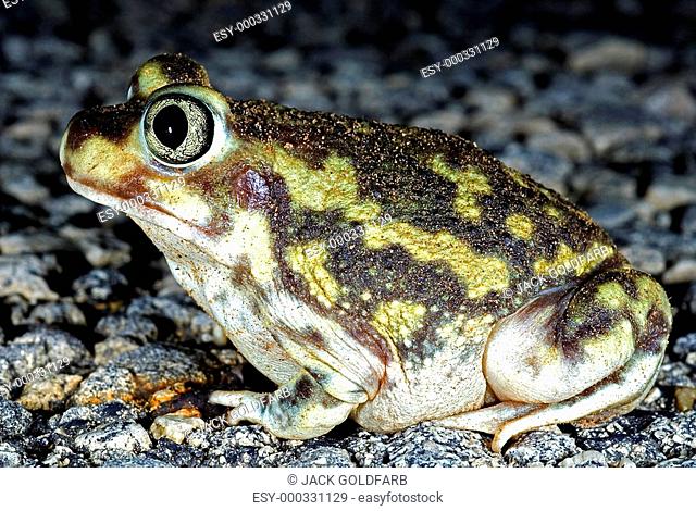 A spadefoot toad