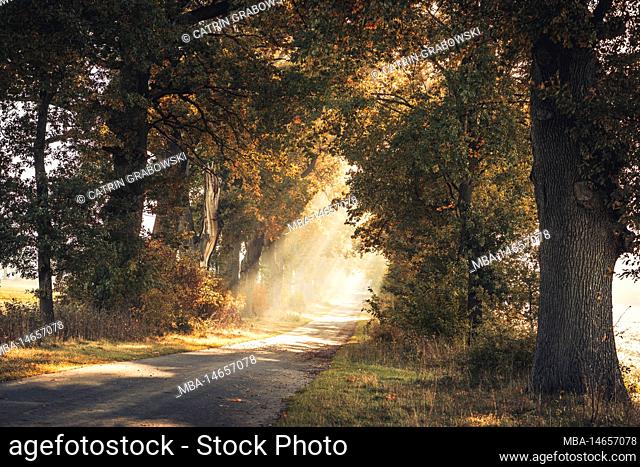 Morning atmosphere in autumn in Reinhardswald in the district of Kassel, oak avenue with sun rays falling through the branches