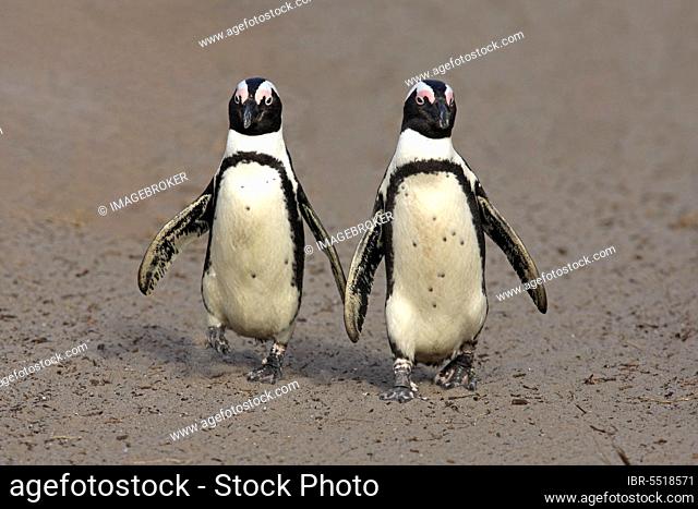 African penguin (Spheniscus demersus), pair, Betty's Bay, South Africa, Africa