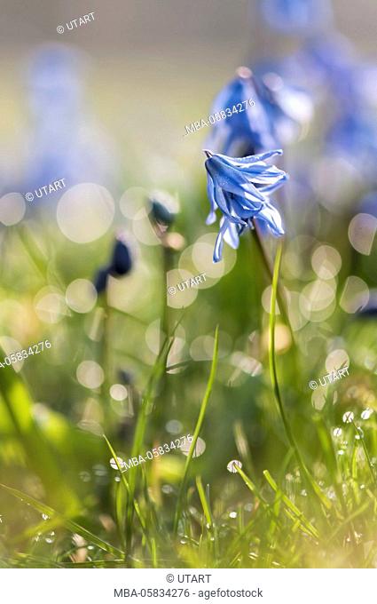 blue star, Scilla, meadow, morning dew, glitter, Bokeh, back light