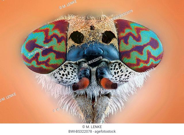cleg-fly, cleg (Haematopota pluvialis), horse-fly, Portraet with typical patterns of the eyes, Germany