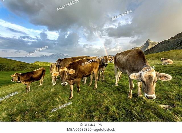 The rainbow frames a herd of cows grazing in the green pastures of Campagneda Alp Valmalenco Valtellina Lombardy Italy Europe