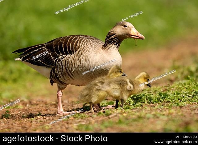 Greylag goose (Anser anser) with chicks in a meadow, Germany