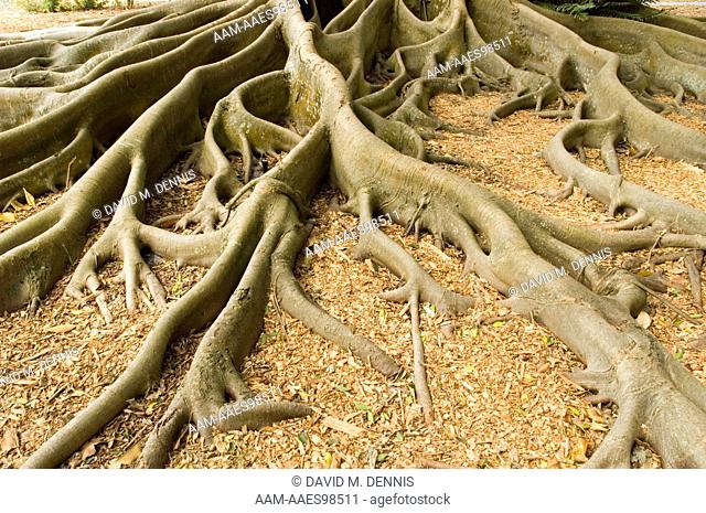 Prop roots of Moreton Bay Fig (Ficus macrophylla) Marie Selby Botanical Gardens, Sarasota, FL
