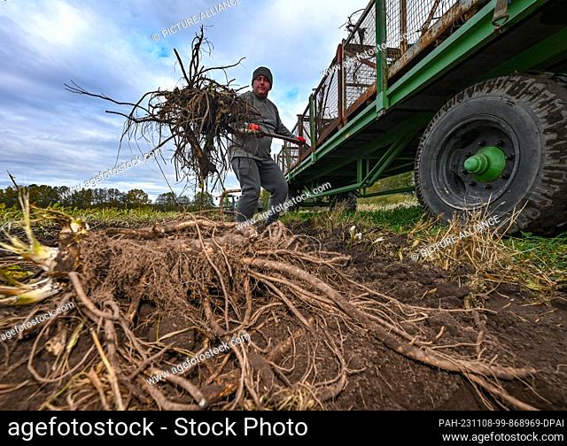 08 November 2023, Brandenburg, Lübbenau: A harvester from the Spreewald vegetable farm loads freshly harvested horseradish roots onto a trailer