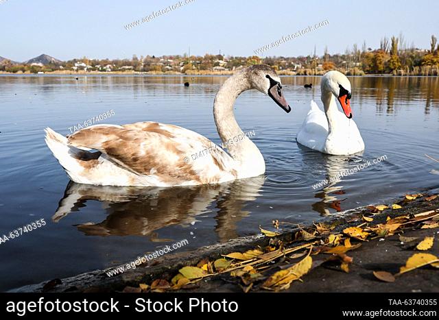 RUSSIA, DONETSK - OCTOBER 23, 2023: Mute swans swim in the Alekseyevsky Stavok Pond. Dmitry Yagodkin/TASS