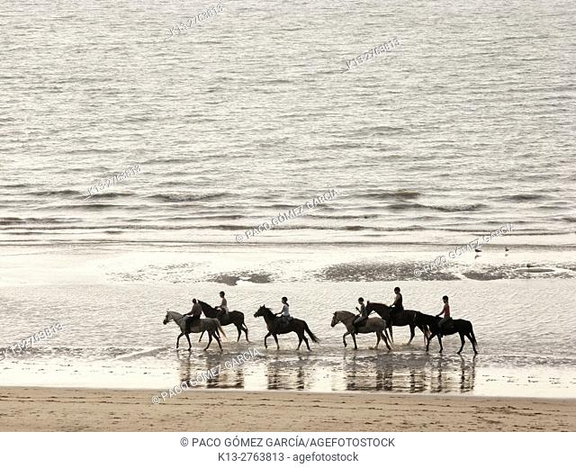 Horses walk at dawn in De Haan. Belgium. North Sea