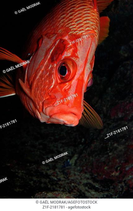 Giant squirrelfish close-up in red sea. Sargocentron spiniferum