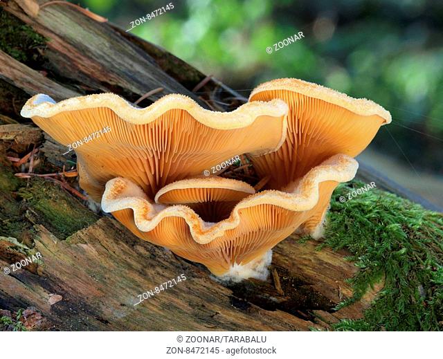 Eine Gruppe Orangeseitlinge an einem liegenden Holzstamm im Dezember. A group mock oysters on a tree trunk lying in December