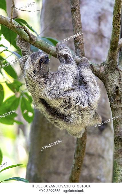 Juvenile Brown-throated sloth (Bradypus variegatus) or Three-toed Sloth - Manuel Antonio National Park - Quepos, Costa Rica