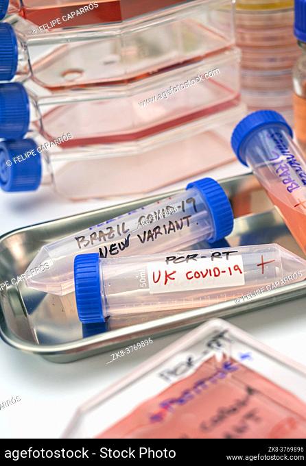 Several covid-19 positive research vials of the new Brazilian and UK variant in a laboratory, conceptual image