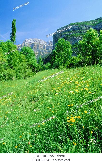 Field of spring flowers, near Torla, Huesca Pyrennes, Aragon, Spain, Europe