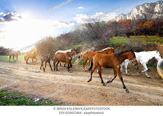 Herd of horses running on the road in mountains
