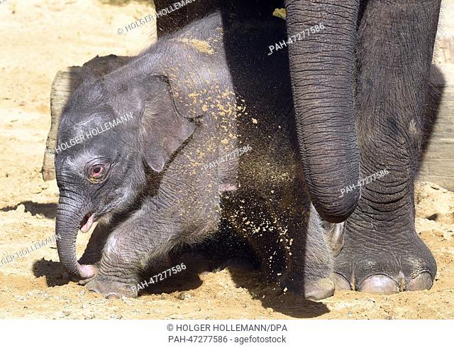 A three day old elephant female takes one of her first trips out into the elephant enclosure with mother Califa at the Adventure Zoo in Hanover,  Germany